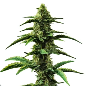 Planta Colombian Gold Regular con cogollos alargados, tricomas visibles y hojas verdes puntiagudas.