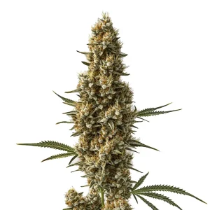 Cogollo de cannabis Coma con flores densas, tricomas abundantes y hojas finas.