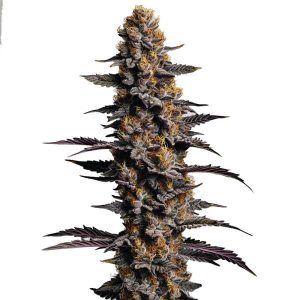 Cogollo de cannabis Cookies and Cream Auto con tricomas visibles.