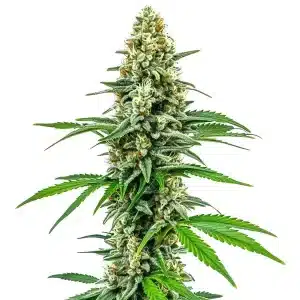 Planta Cookies and Cream con cogollo alargado, muy resinoso y cubierto de tricomas.