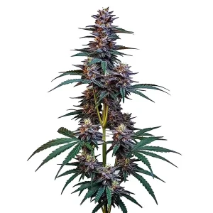 Planta de Cookies x Berry Auto con cogollos en plena floración.