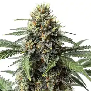 Cogollo de Cr+ cubierto de resina en una planta de cannabis madura.