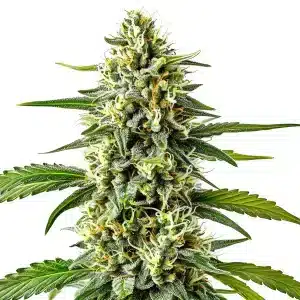 cogollo de cannabis Cream Caramel Auto cubierto de tricomas