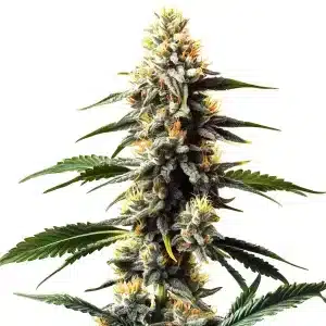 Cogollo de cannabis Critic Boom con tricomas abundantes, pistilos naranjas y hojas verdes.