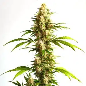 Planta de Critical 2.0 Auto con cogollos alargados y estructura alta típica de autoflorecientes.