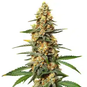 Cogollo de Critical 47 con resina abundante y hojas finas extendidas.