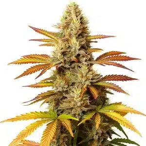 Cogollo de cannabis Critical Banana con tonos amarillos y naranjas, tricomas abundantes y hojas coloridas.