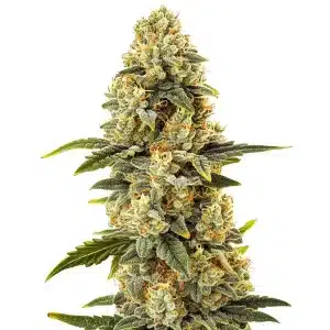 Critical Bilbo Fast Version con cogollo central denso y abundantes tricomas.