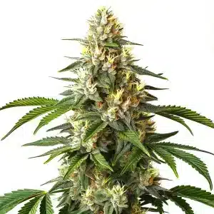Planta Critical Blue con cogollos densos, tricomas abundantes y pistilos amarillos, acompañada de hojas verdes afiladas.