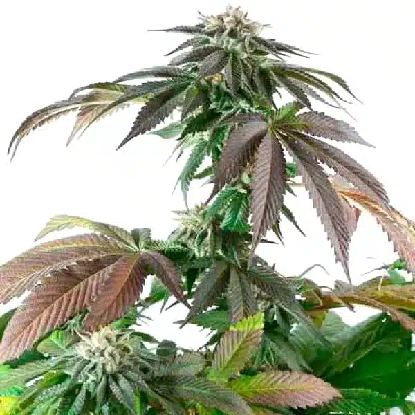 Critical Bubba Kush