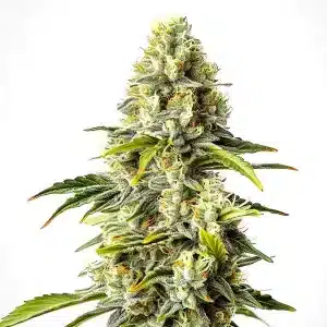 Cogollo de Critical Cheese Auto con flores densas, tricomas abundantes y una estructura compacta.