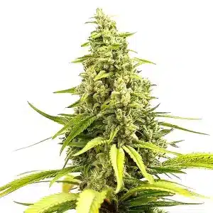 Critical Cream Caramel Auto con cogollo denso y resina abundante.