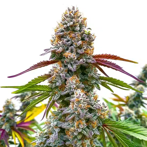 Critical Daddy Purple