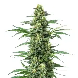 Planta Critical Jack con cogollos largos y compactos, tricomas visibles y hojas verdes dentadas.