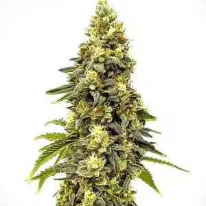 Cogollo de Critical Jack Auto con abundantes tricomas.