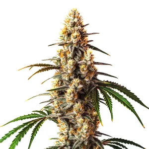 Planta Critical Kush con cogollos densos y resinosos, tricomas abundantes y acompañada de hojas verdes.