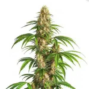 Critical Kush Auto con cogollos grandes y resinosos.