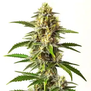 Cogollo de Critical Mass Auto con abundantes tricomas en una estructura densa y resinosa.