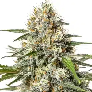 Cogollo de Critical Nicky Kush cubierto de tricomas y hojas verdes estrechas en una estructura densa y resinosa.