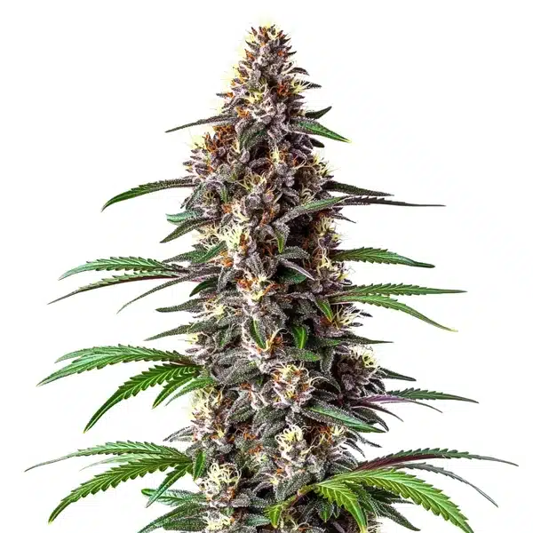 Critical Purple Auto