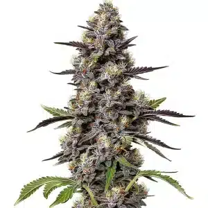 Flor de Critical Purple Kush con cogollo denso y una estructura compacta.