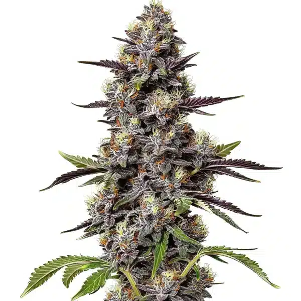 Critical Purple Kush