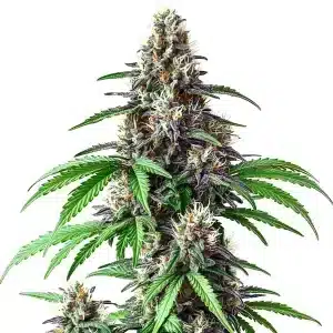 Cogollo de cannabis Critical Purple Kush x Bruce Banner Regular con tonos morados y tricomas abundantes.