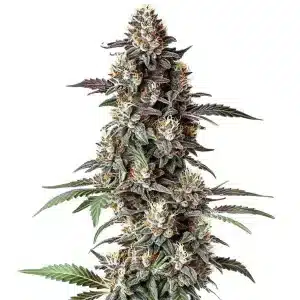 Cogollo de cannabis Critical Purple Regular con tonos morados, tricomas abundantes y hojas verdes.