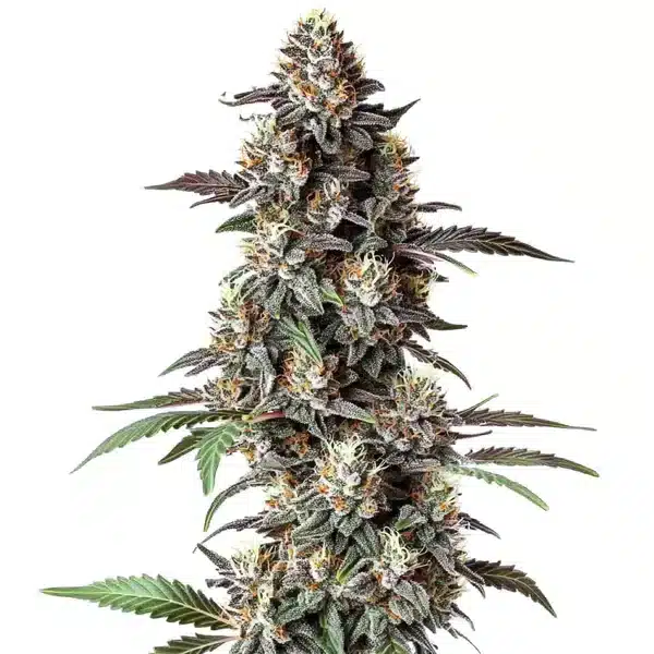 Critical Purple Regular