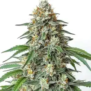 Cogollo de cannabis Critical Regular con flores densas y tricomas abundantes.