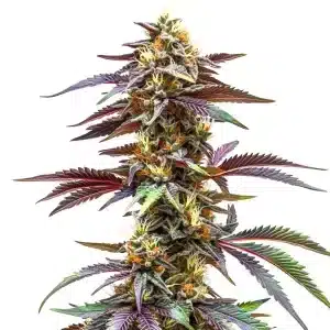 Critical Sunset Auto con cogollos resinosos y hojas en tonos rojizos.