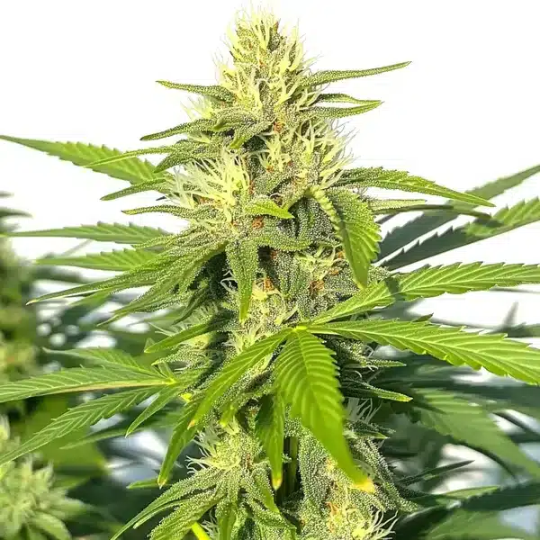 Critical Widow