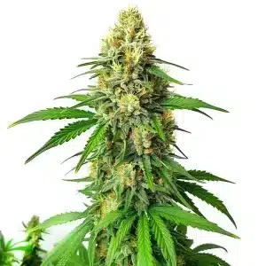 Critical x AK47 Auto con cogollos compactos típicas de una autofloreciente productiva.