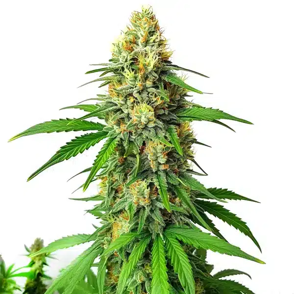 Critical x AK47 Auto