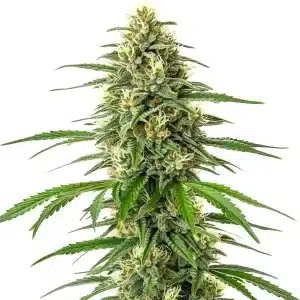 Cogollo de Critical x Amnesia con tricomas densos y hojas alargadas en una estructura compacta y resinosas.