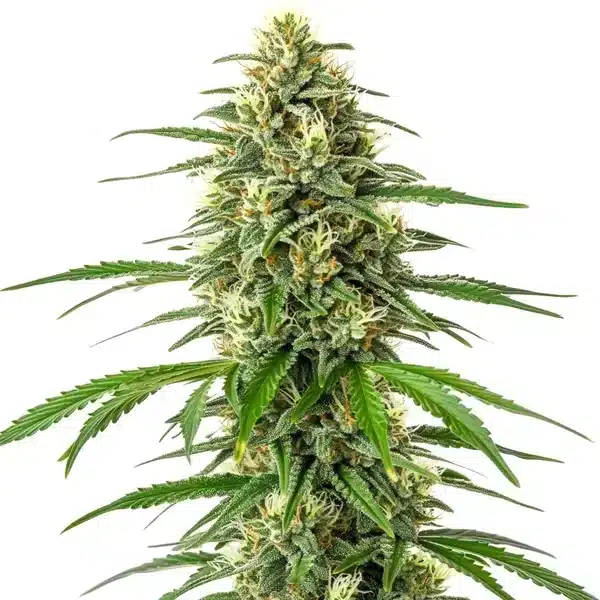 Critical x Amnesia