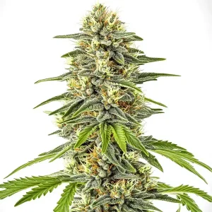Cogollo de Critical x Cheese Candy con abundante resina.