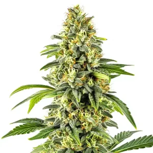 Cogollo de Critical x Cheese Candy Regular con flores resinosas.