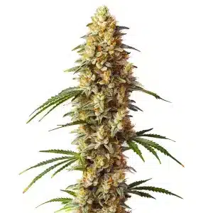 Cogollo de Critical x GG4 Auto con tricomas densos, pistilos claros y estructura alta.