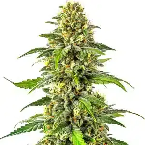 Cogollo de Critical x Green Crack con tricomas densos en una estructura compacta y resinosa.