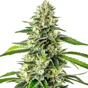 Critical x No Name Auto con cogollos muy resinosos.