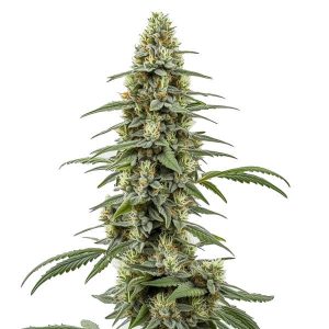 Critical x Northern Light Auto con cogollos compactos y resina abundante.