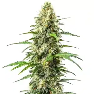 Cogollo de Critical x Somango con estructura alta acompañado de hojas finas y alargadas.