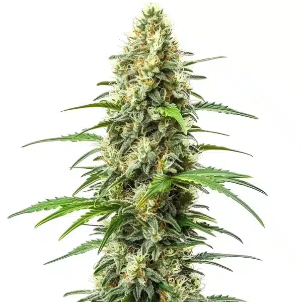 Critical x Somango