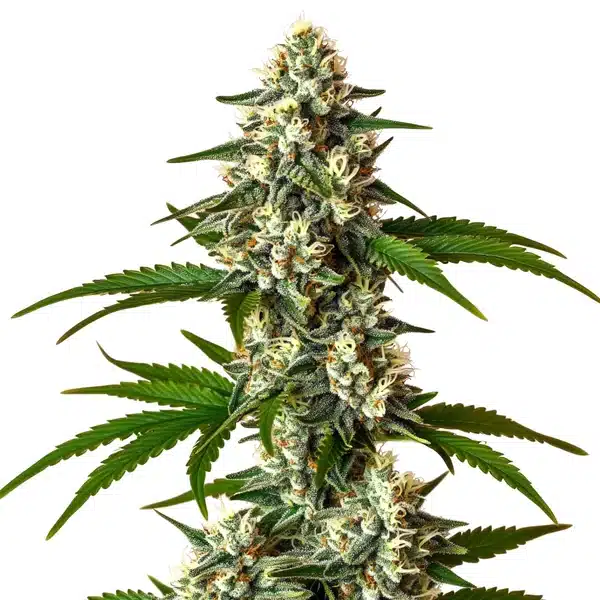 Crystal Candy Auto