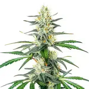 Planta de cannabis Dama Blanca con cogollos densos, muy resinosos y cubiertos de tricomas blancos.
