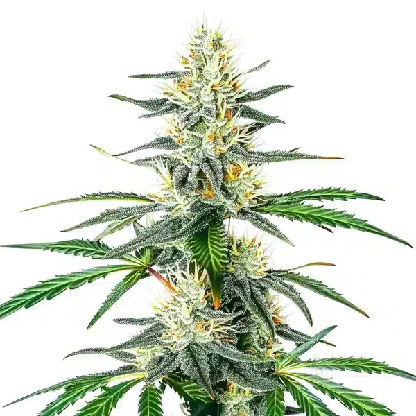 Dama Blanca