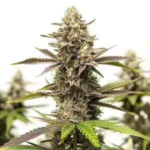planta de cannabis Dark Devil Auto con cogollos morados