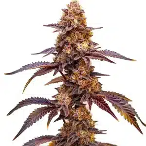 Cogollo de cannabis Dark Star Auto con tonos púrpura intensos y pistilos claros.