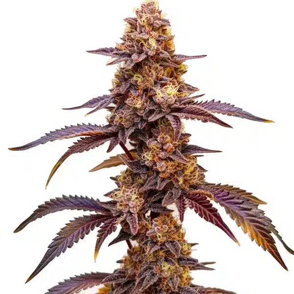 Dark Star Auto